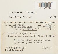 Dicranum undulatum image