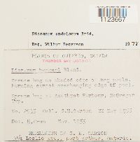 Dicranum undulatum image