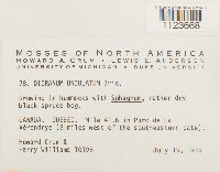 Dicranum undulatum image