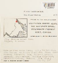 Dicranum undulatum image