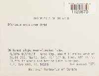 Dicranum undulatum image