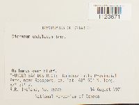 Dicranum undulatum image