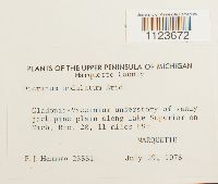 Dicranum undulatum image