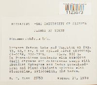 Dicranum undulatum image