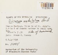 Dicranum undulatum image