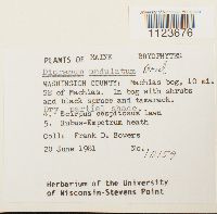 Dicranum undulatum image