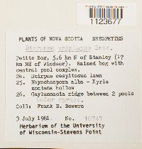 Dicranum undulatum image