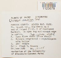 Dicranum undulatum image