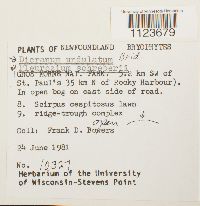 Dicranum undulatum image