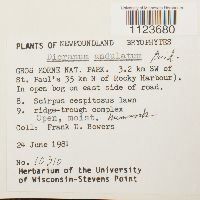 Dicranum undulatum image