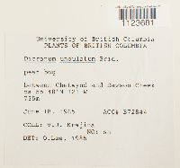 Dicranum undulatum image