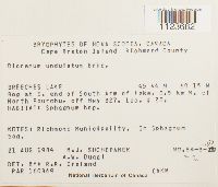 Dicranum undulatum image