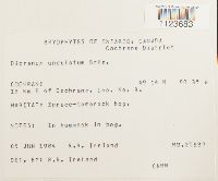 Dicranum undulatum image