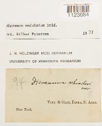 Dicranum undulatum image