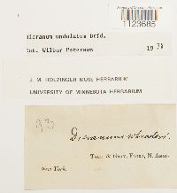 Dicranum undulatum image