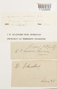 Dicranum undulatum image