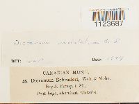 Dicranum undulatum image