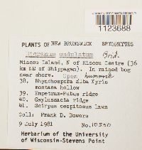 Dicranum undulatum image