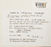 Dicranum undulatum image