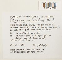 Dicranum undulatum image