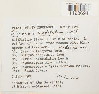 Dicranum undulatum image