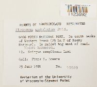 Dicranum undulatum image