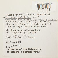 Dicranum undulatum image