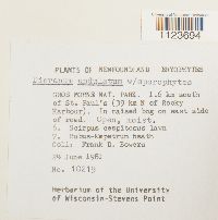 Dicranum undulatum image