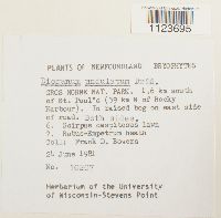 Dicranum undulatum image