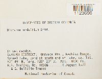 Dicranum undulatum image