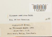 Dicranum undulatum image