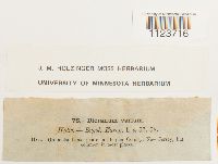 Media resource of Dicranella varia