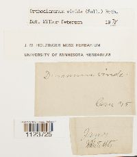 Dicranum viride image