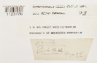 Dicranum viride image