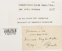 Dicranum viride image