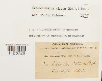 Dicranum viride image