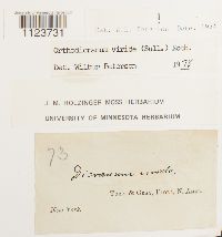 Dicranum viride image