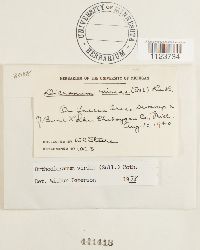 Dicranum viride image