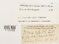 Dicranum viride image