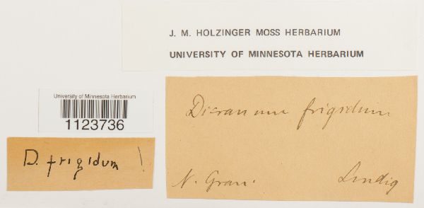 Dicranum frigidum image