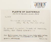 Dicranum frigidum image