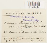 Media resource of Dicranum polysetum