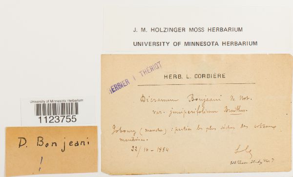 Dicranum bonjeanii var. juniperifolium image