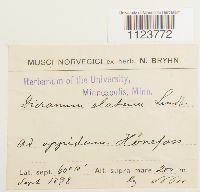 Dicranum drummondii image