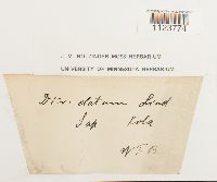 Dicranum drummondii image