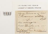 Dicranum drummondii image