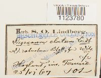 Dicranum drummondii image