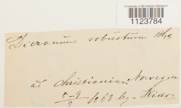 Dicranum drummondii image