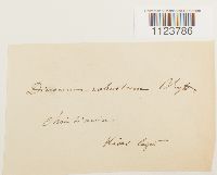 Dicranum drummondii image