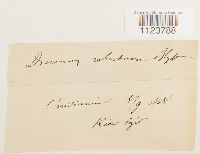 Dicranum drummondii image